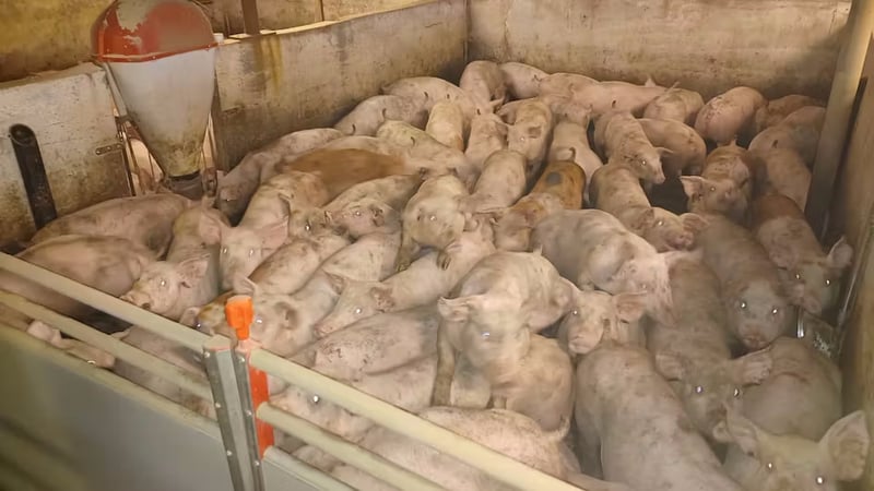 Overfyldt svinesti. Foto: Fødevarestyrelsens tilsynsrapporter via TV 2.