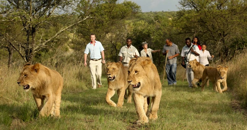 Tourists walking with lions in South Africa - World Animal Protection - Wildlife. Not entertainers