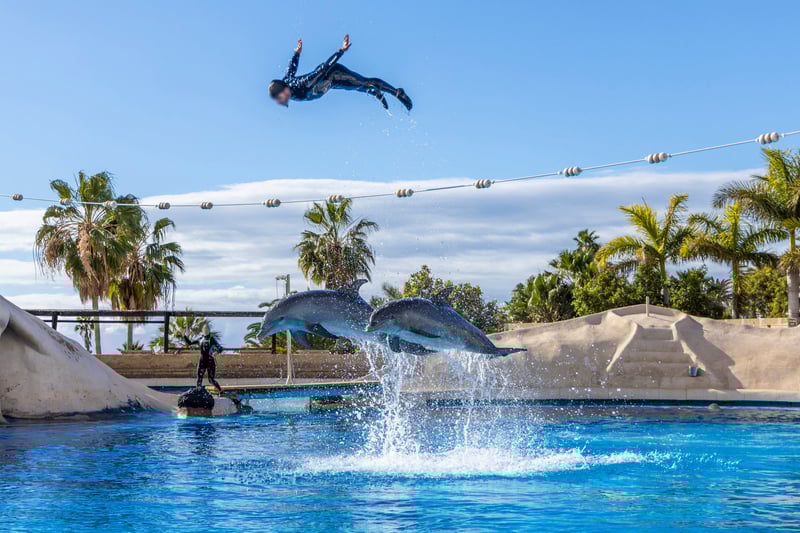 Delfinshow i Aqualand på Tenerife