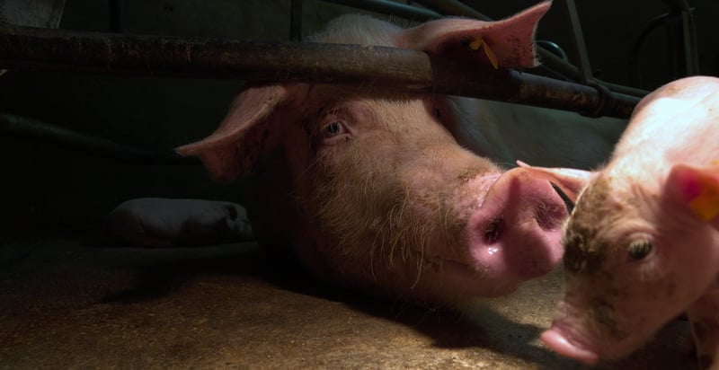 So fikseret i farebøjler kan ikke nå sin unge