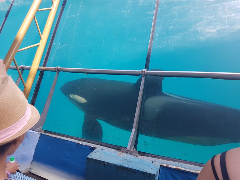 Spækhygger svømmer i bassin