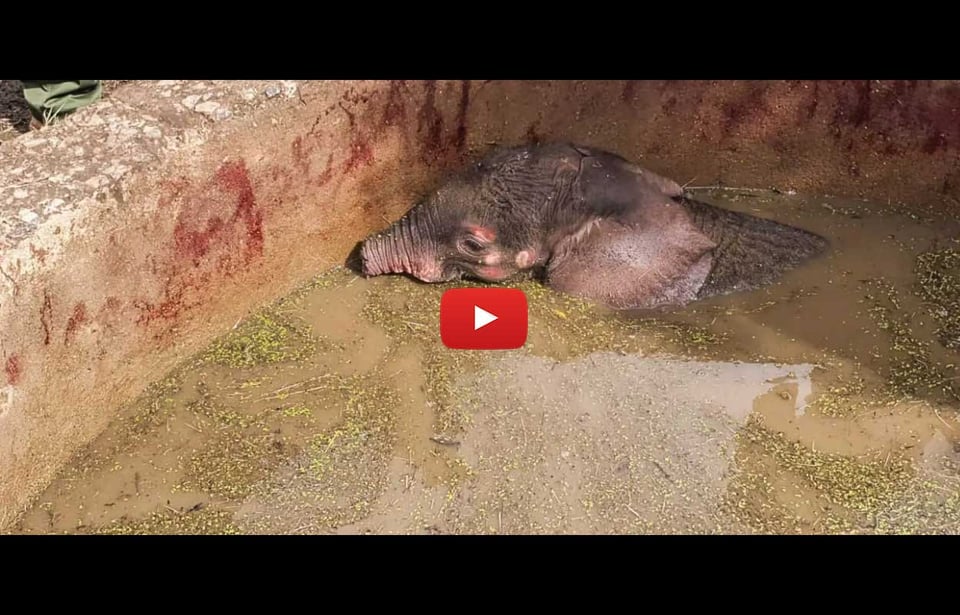 Long’uro faldt i en brønd video