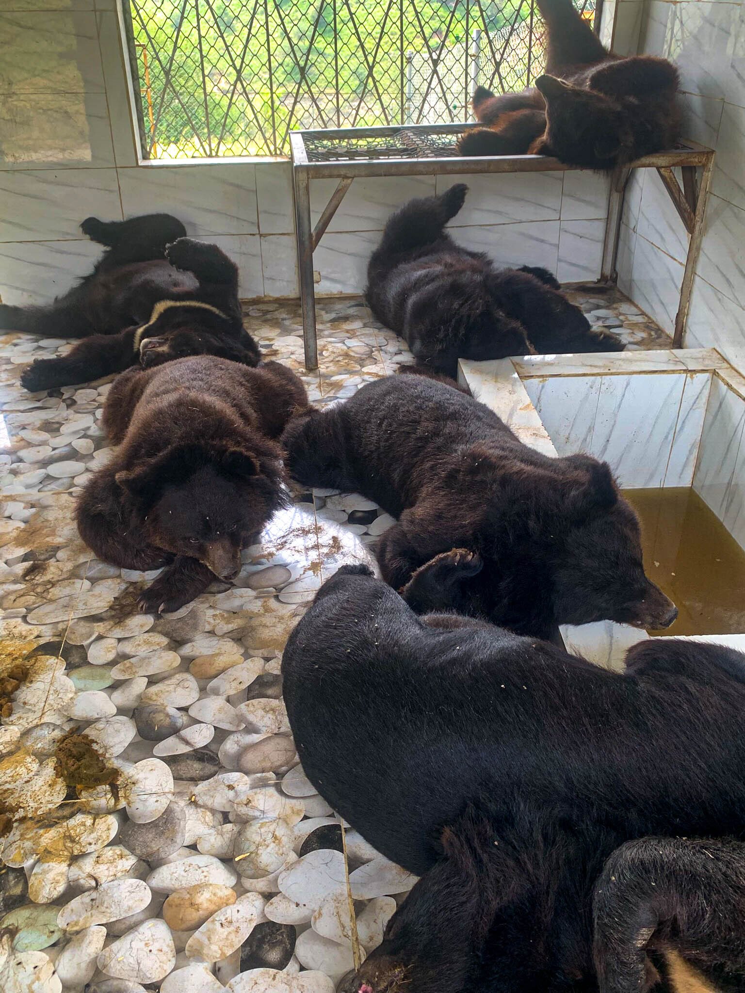 Bjørne ligger tæt sammen i rum