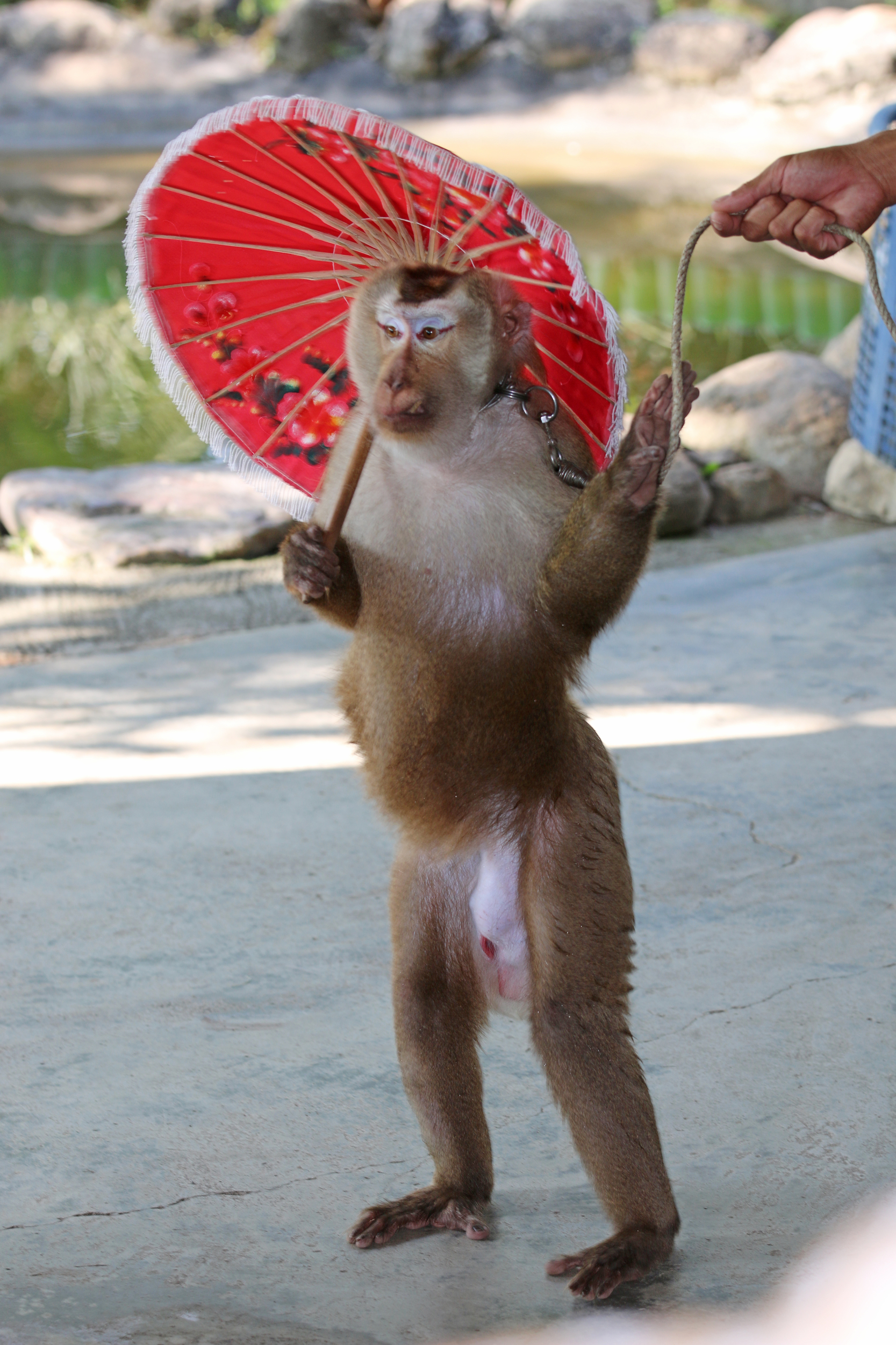 Abe med parasol og reb om halsen