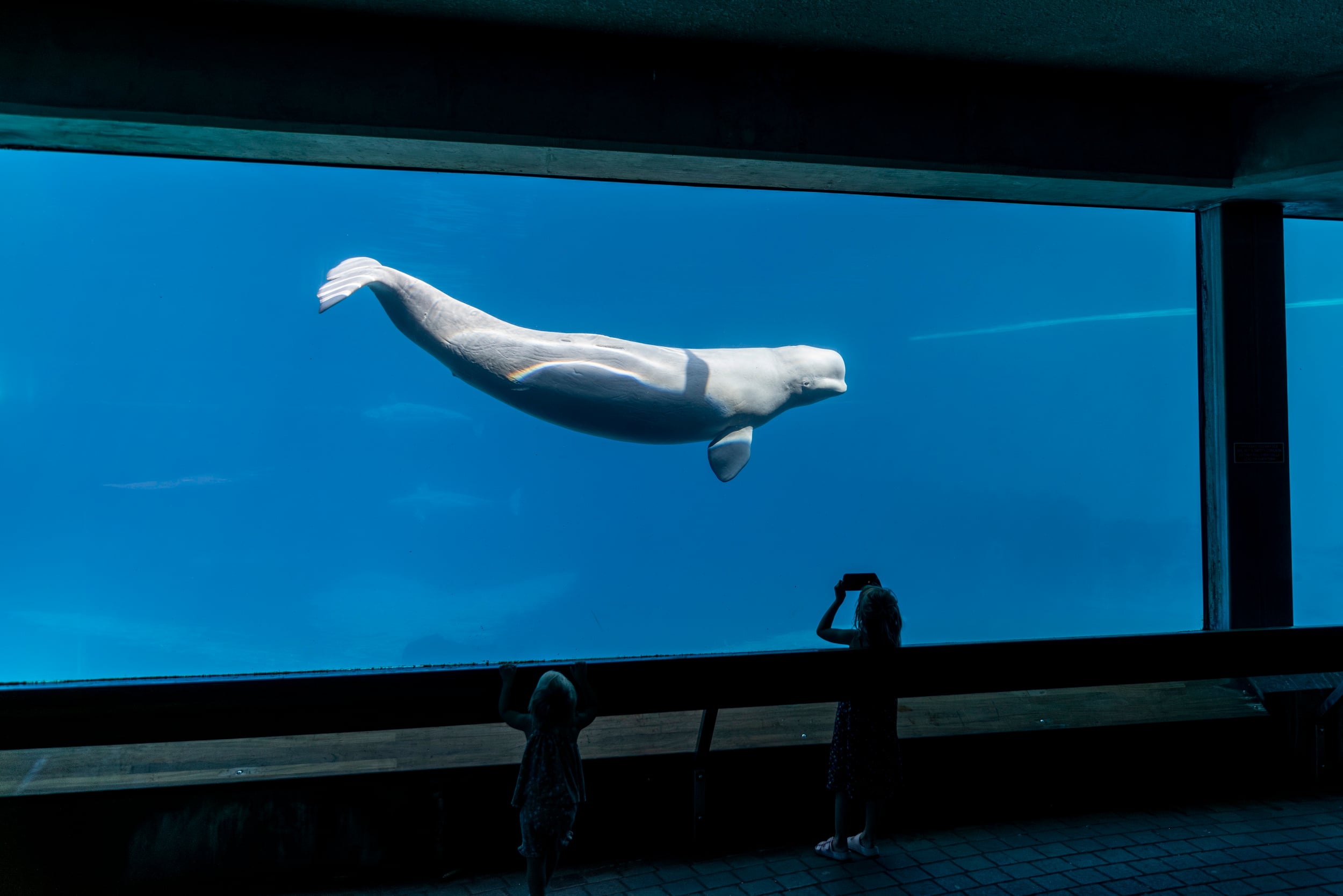 Hvidhval i Marineland, Canada