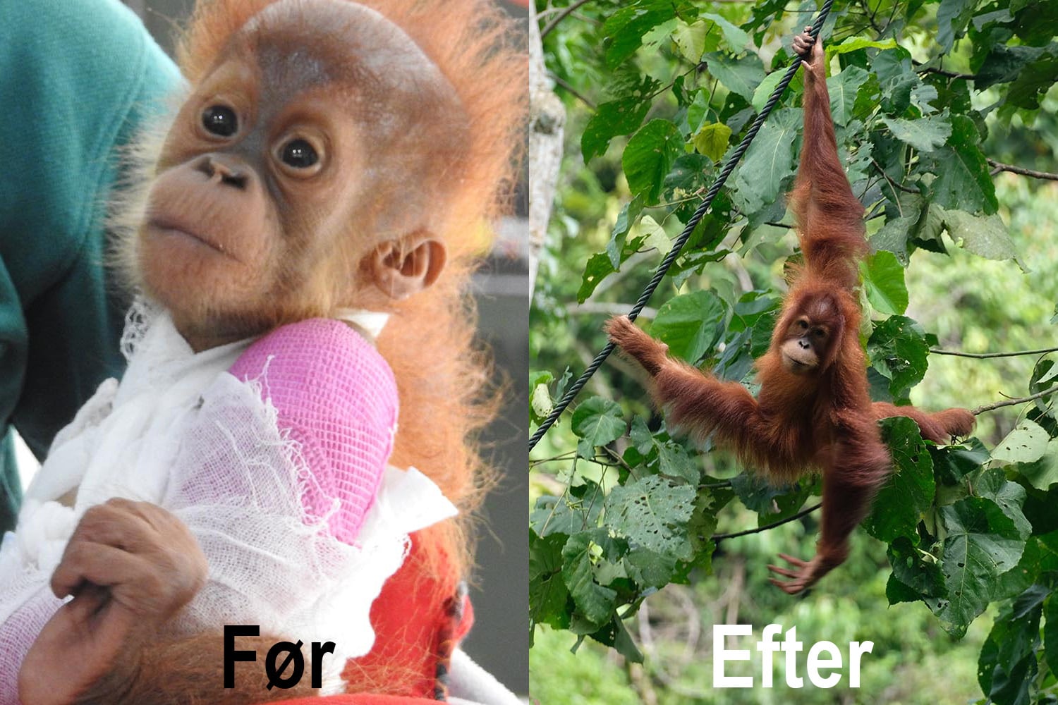 Den reddede orangutangunge Brenda
