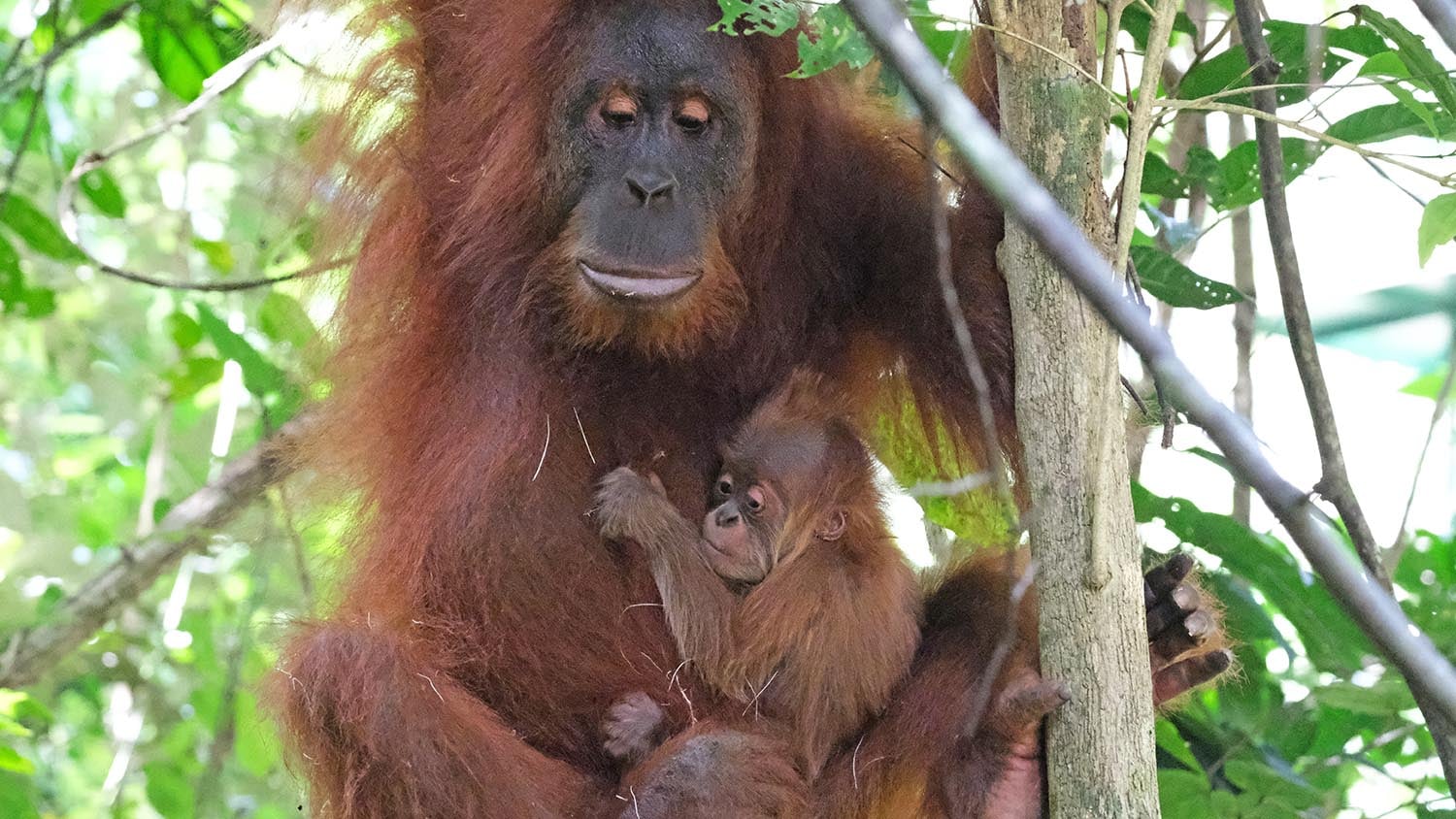 Orangutangmor med sin unge