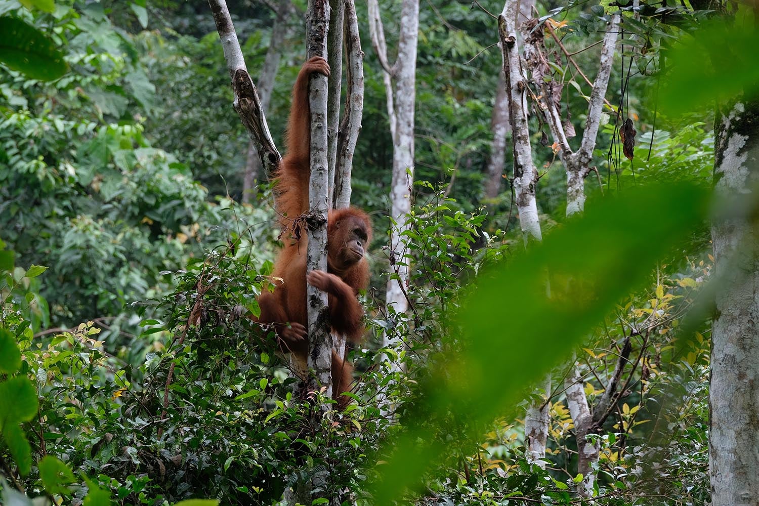 En orangutang i et træ