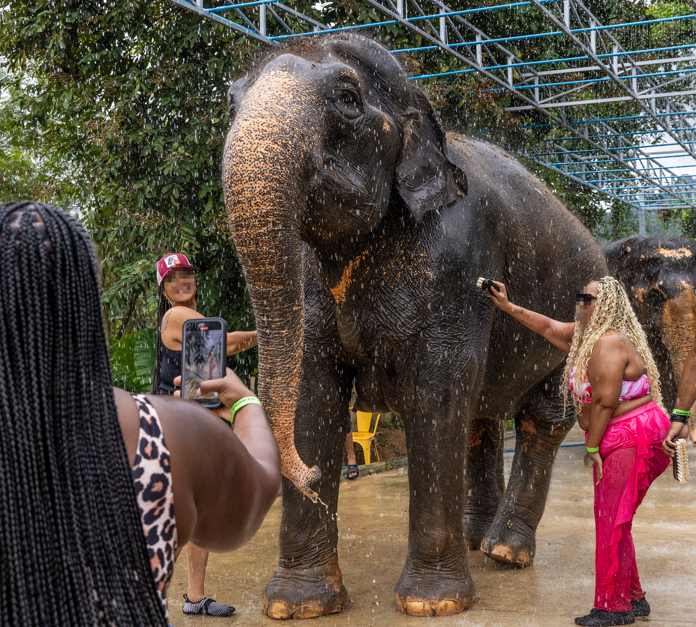 Turister vasker elefant og tager selfies