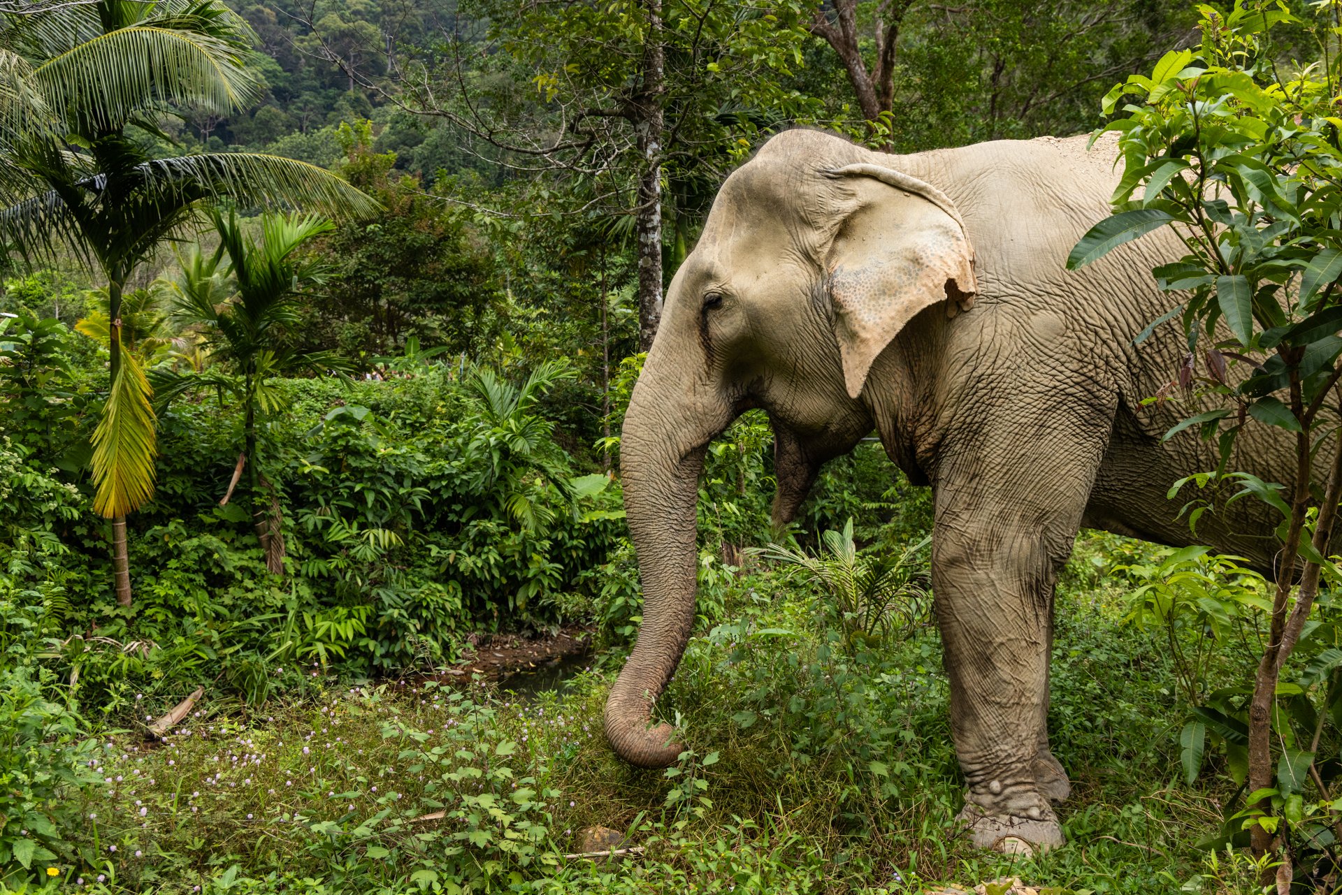 Elefanten Mae Songkran