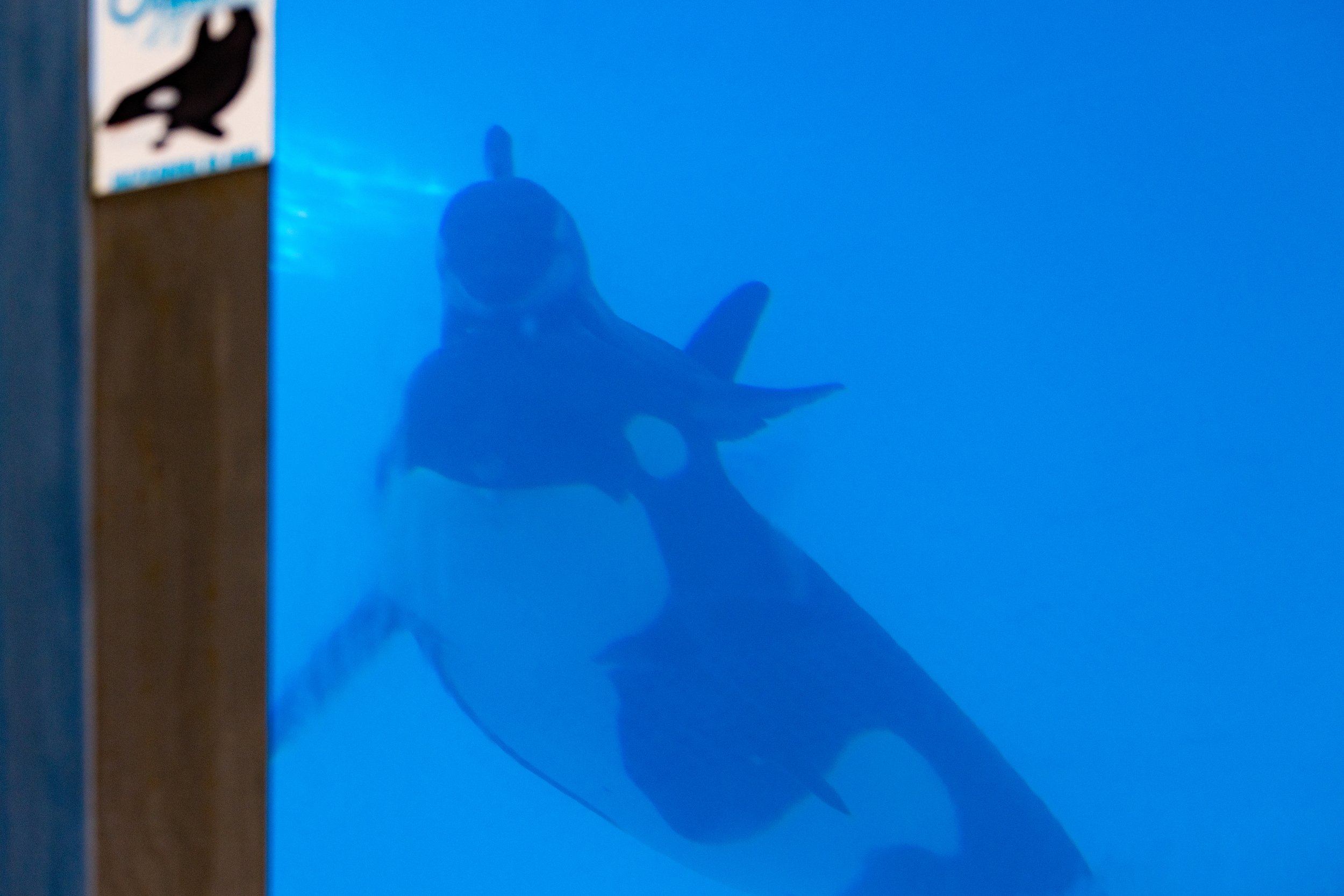 Sp&aelig;khuggeren Morgan og hendes unge Teno set gennem glasset til deres bassin i Loro Parque