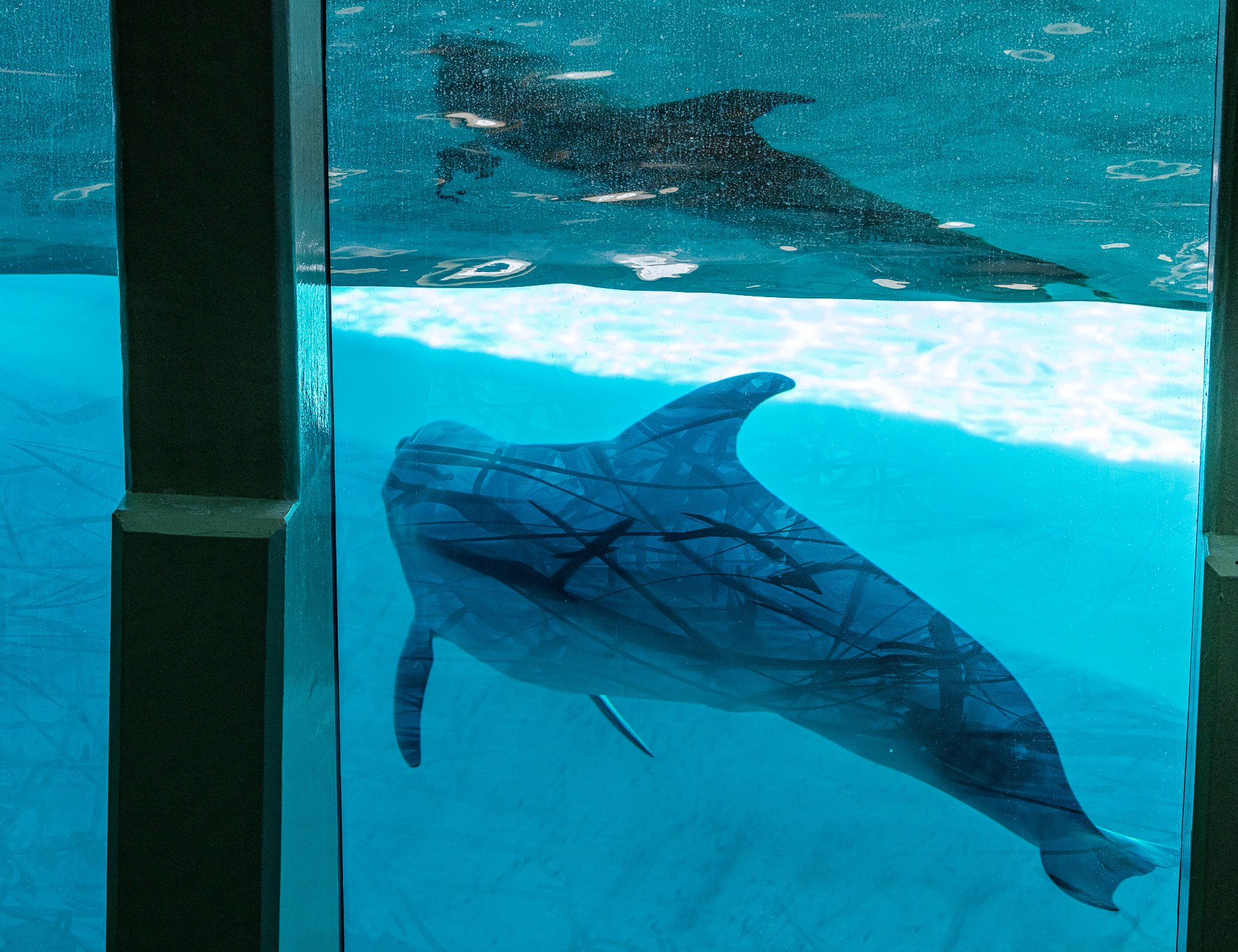Delfiner i Kolmårdens delfinarium