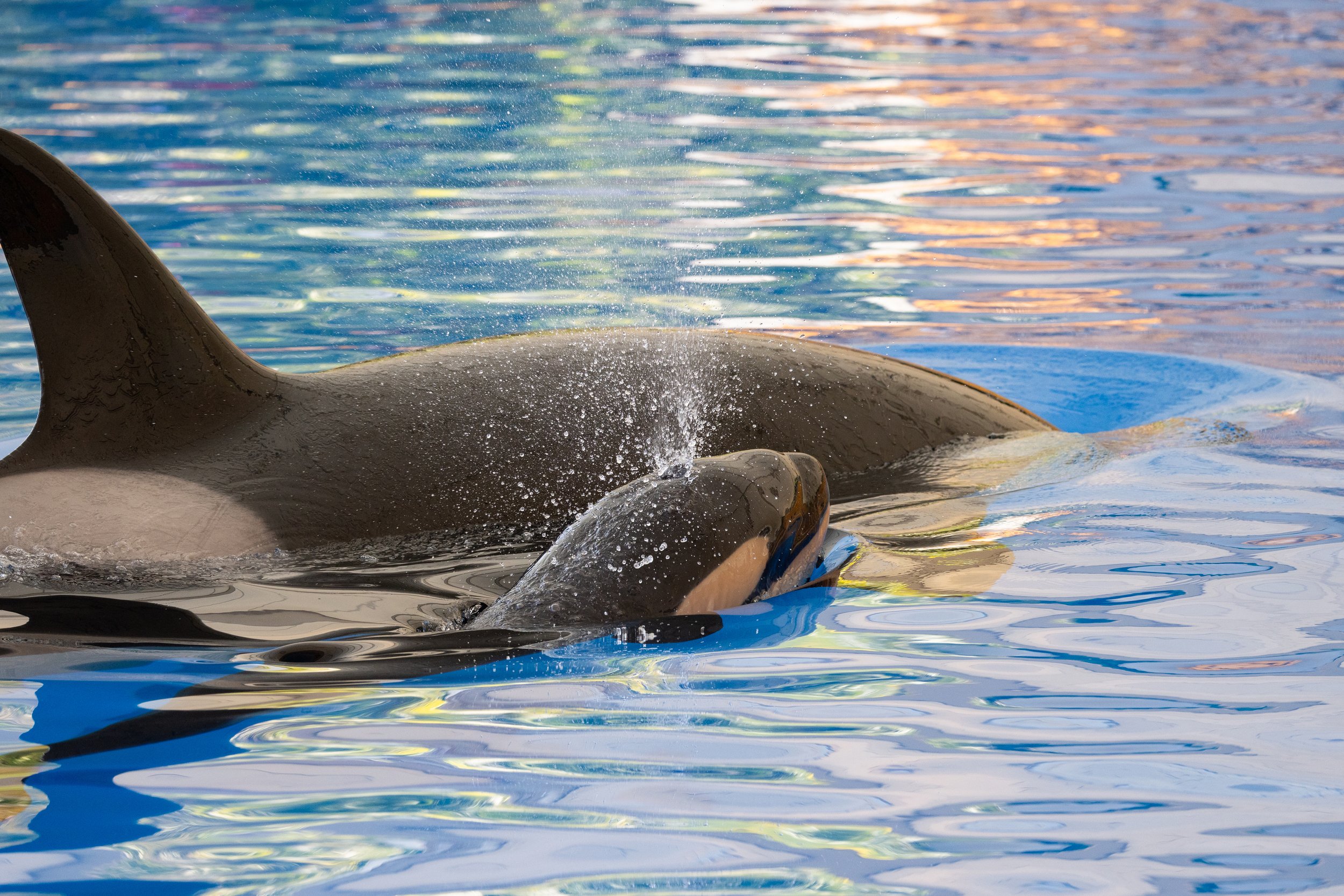 Sp&aelig;khuggeren Morgan og hendes kalv