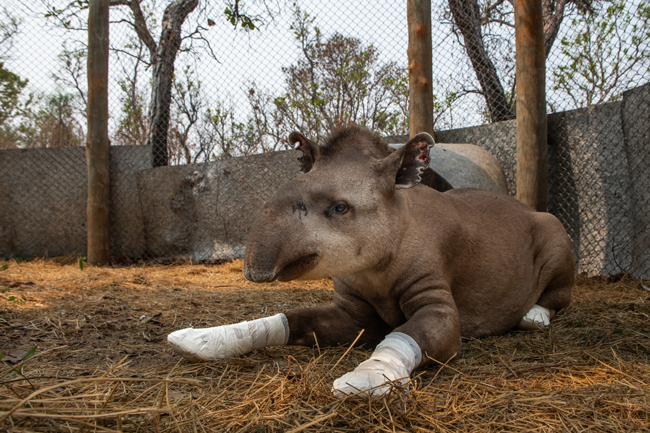 Tapir reddet fra skovbrand