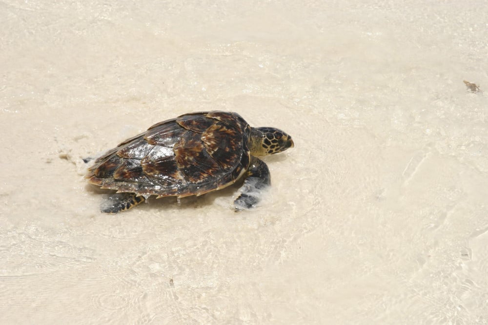 En havskildpadde sættes ud i havet