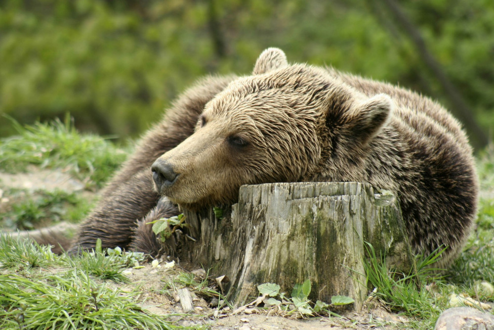 Bjørn hviler hovedet på træstub