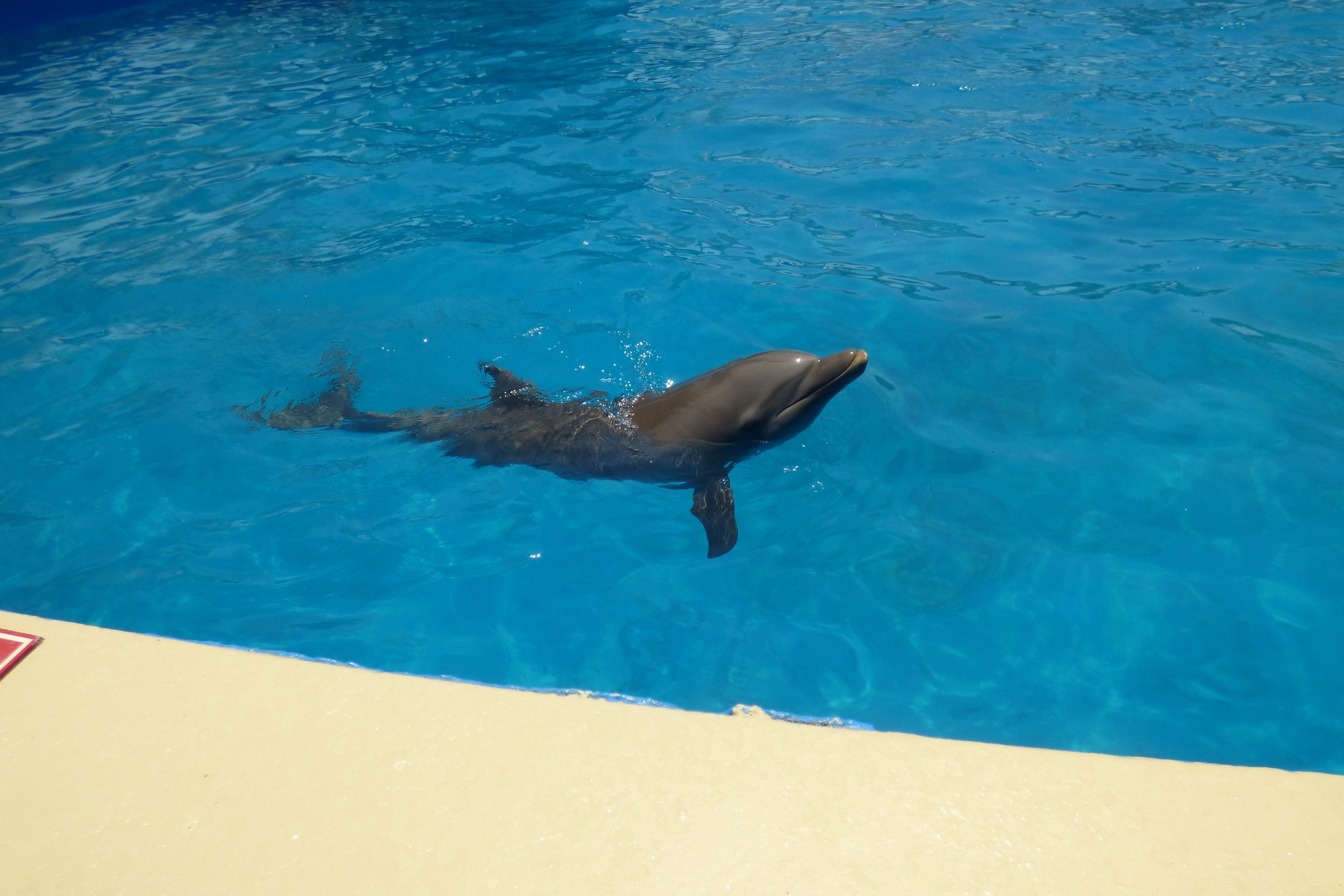 Delfin i Miami Seaquarium