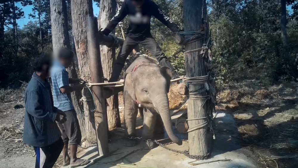 Elefantunge trænes med brutale metoder