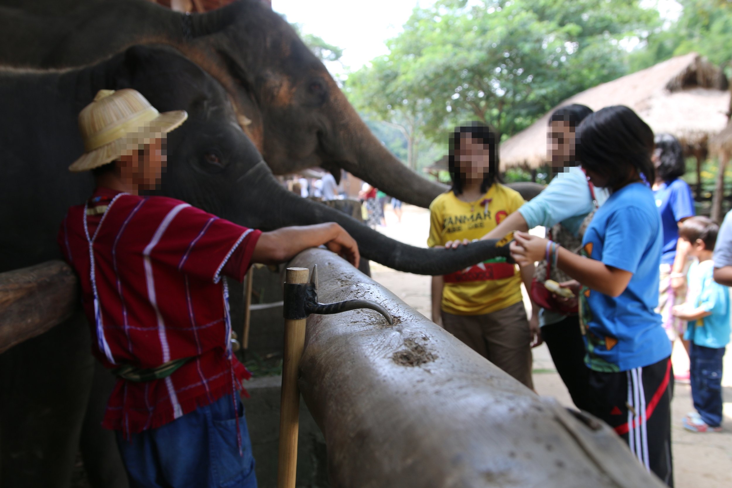 Mahout kontrollerer elefant med jernkrog