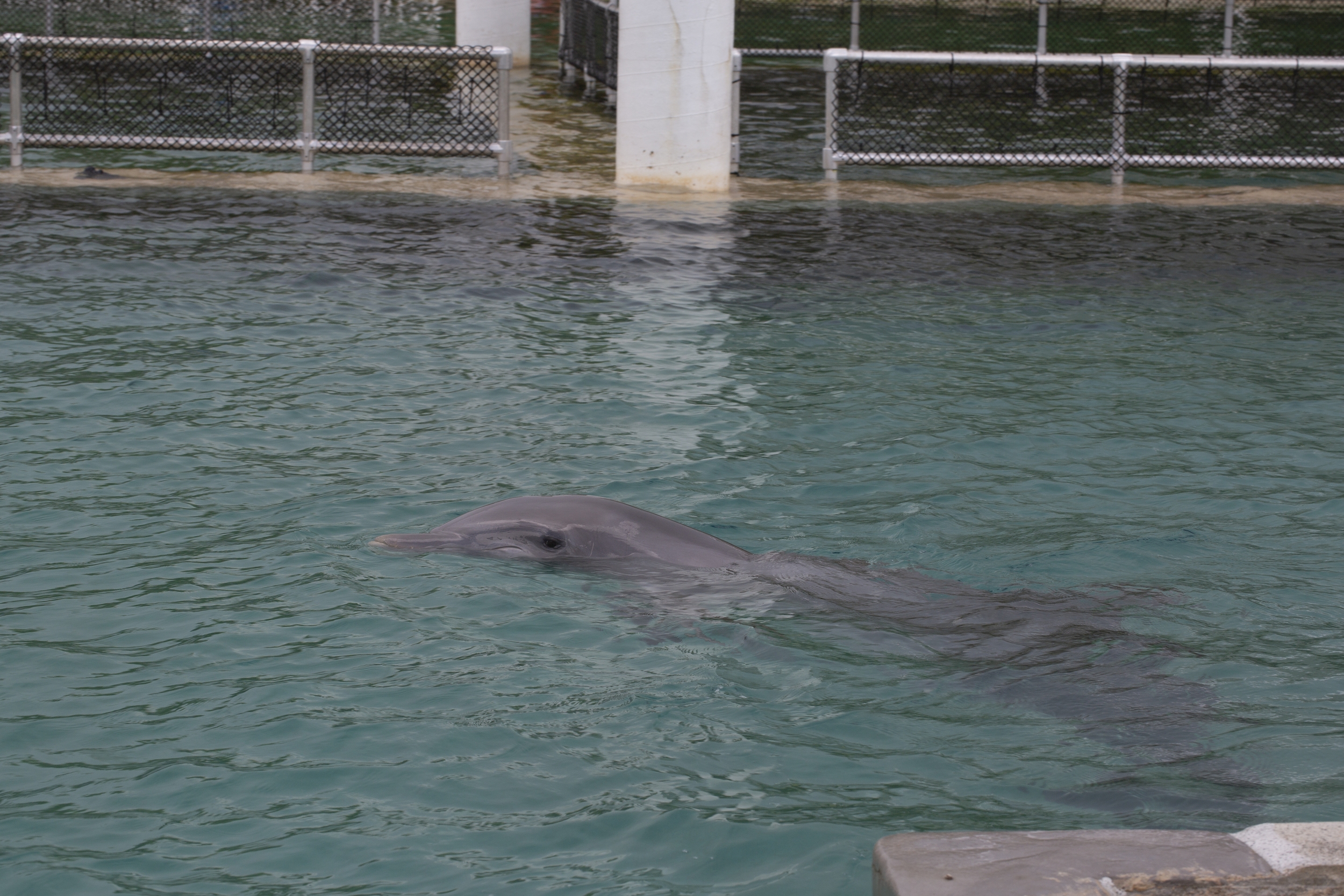 Delfinen Bumini i Miami Seaquarium