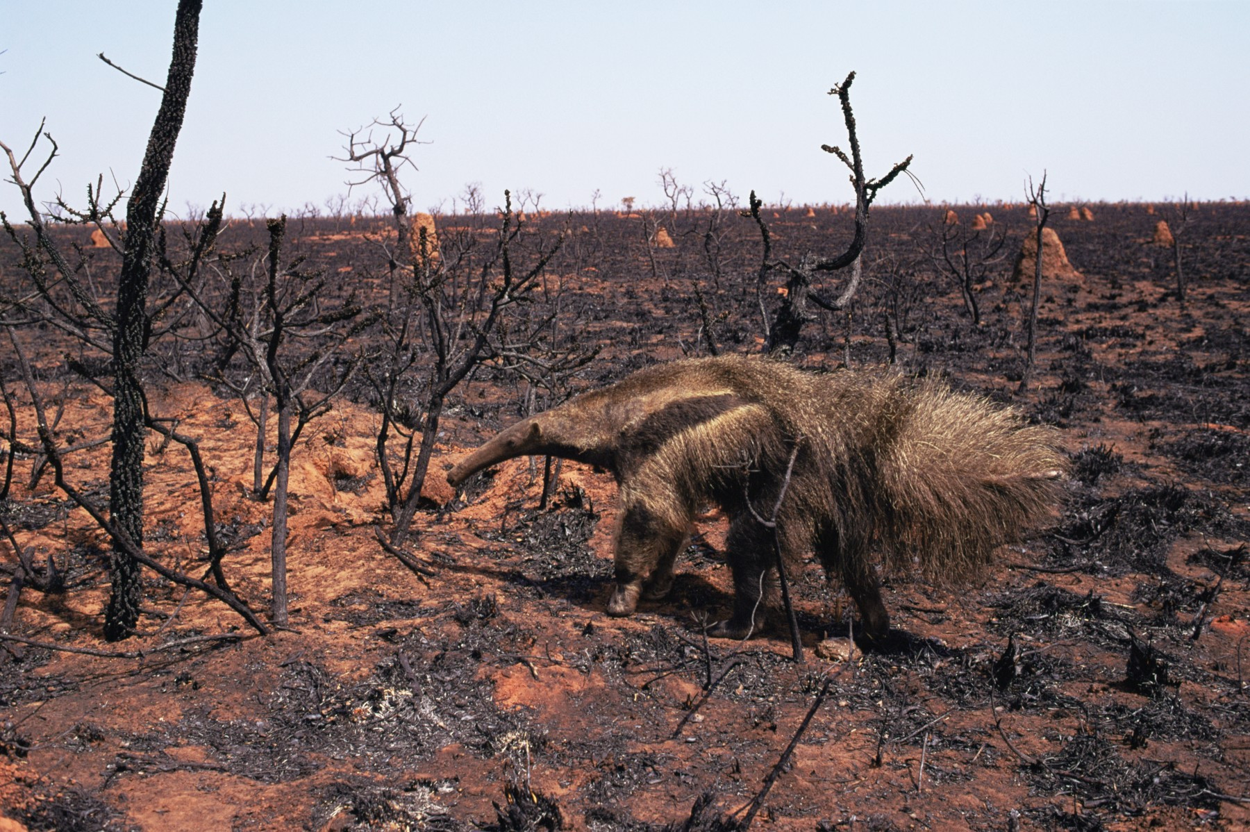 Myresluger i afbrændt regnskov i Amazonas