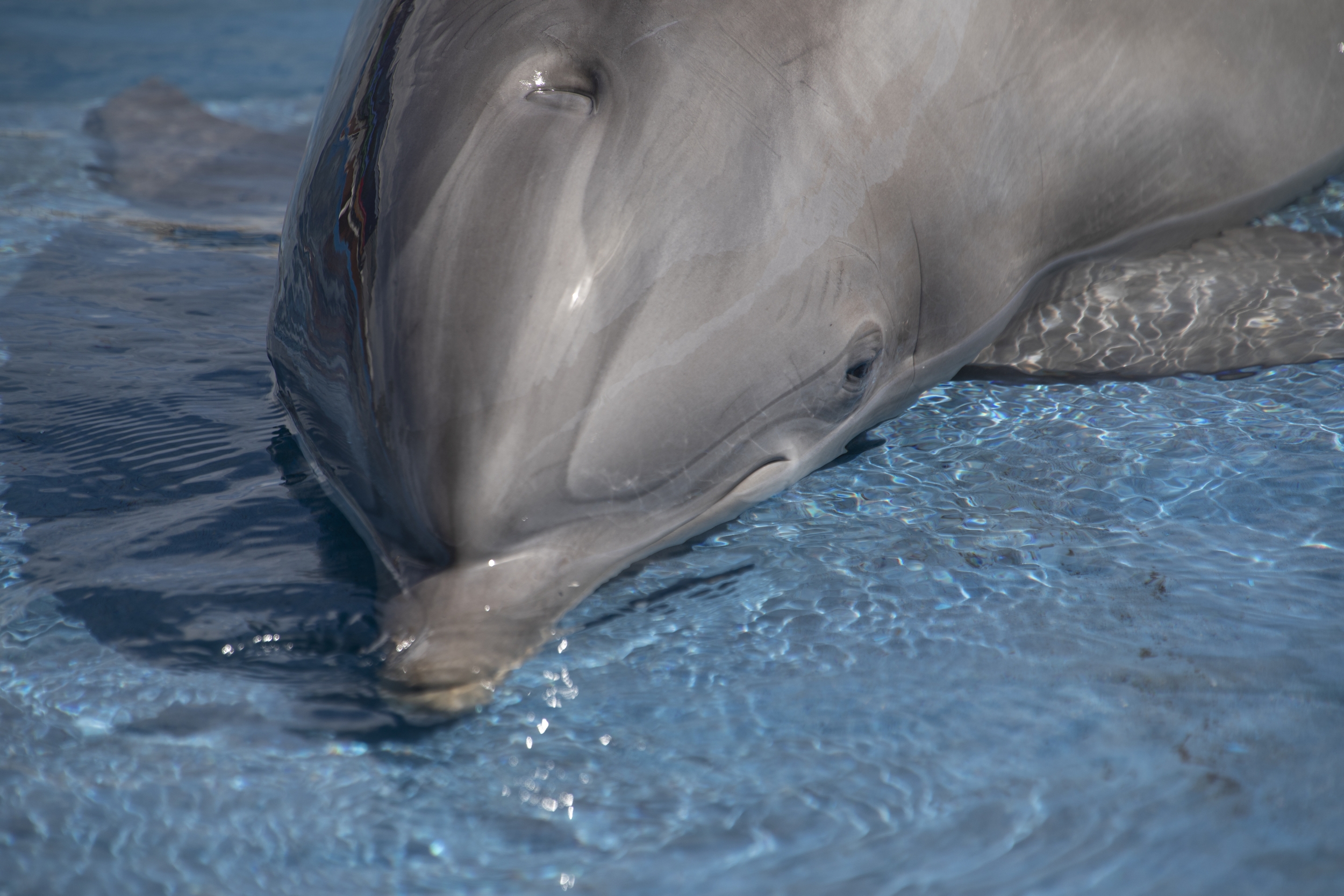 Delfin på bassinkant