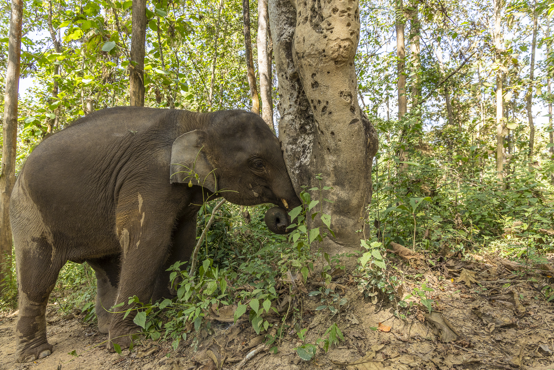 Elefantungen Tong Sing gnubber sig mod et træ
