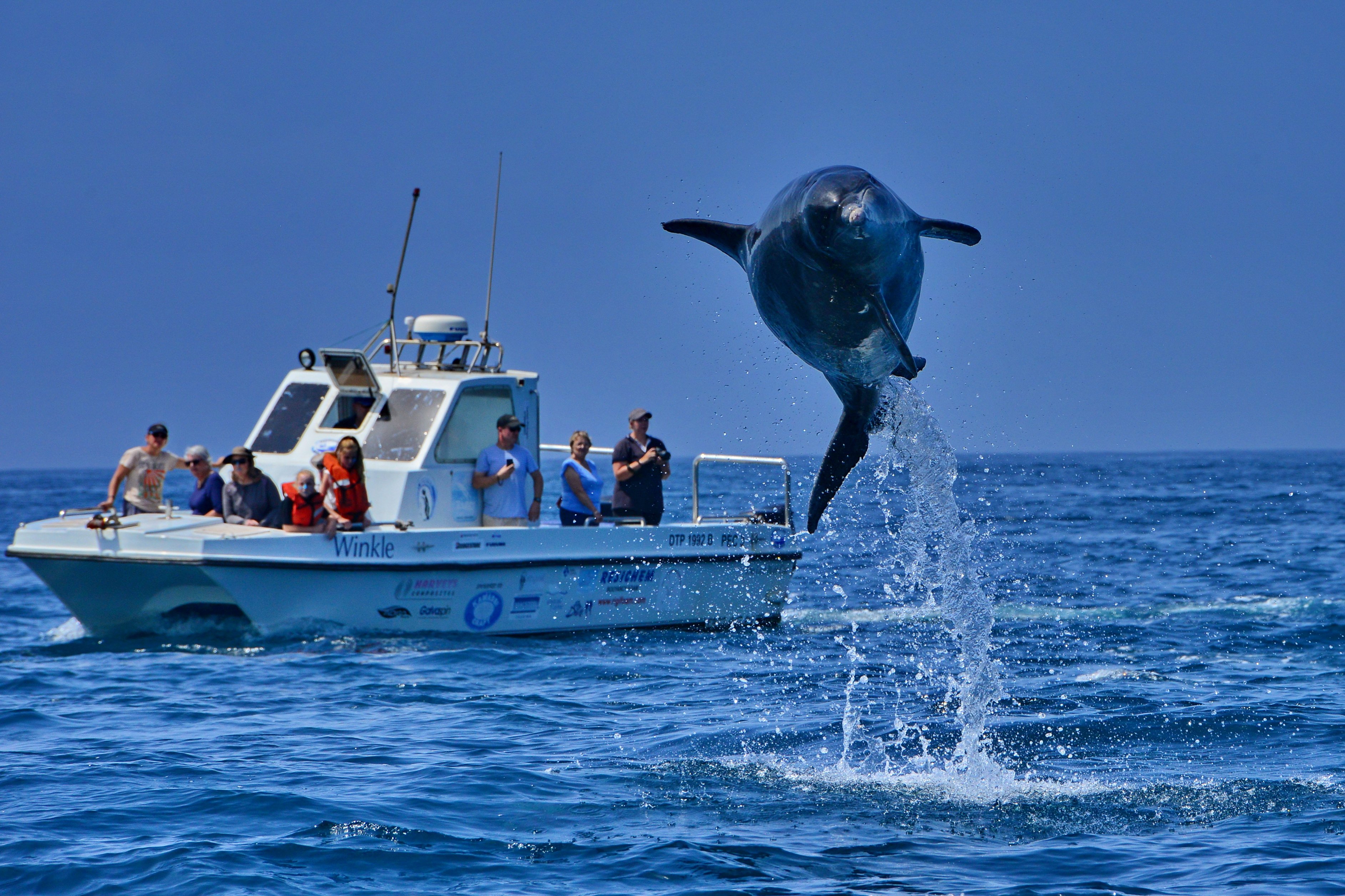 Etisk ansvarlig delfinsafari i Algoa Bay Whale Heritage Area. Foto: Lloyd Edwards/Raggy Charters