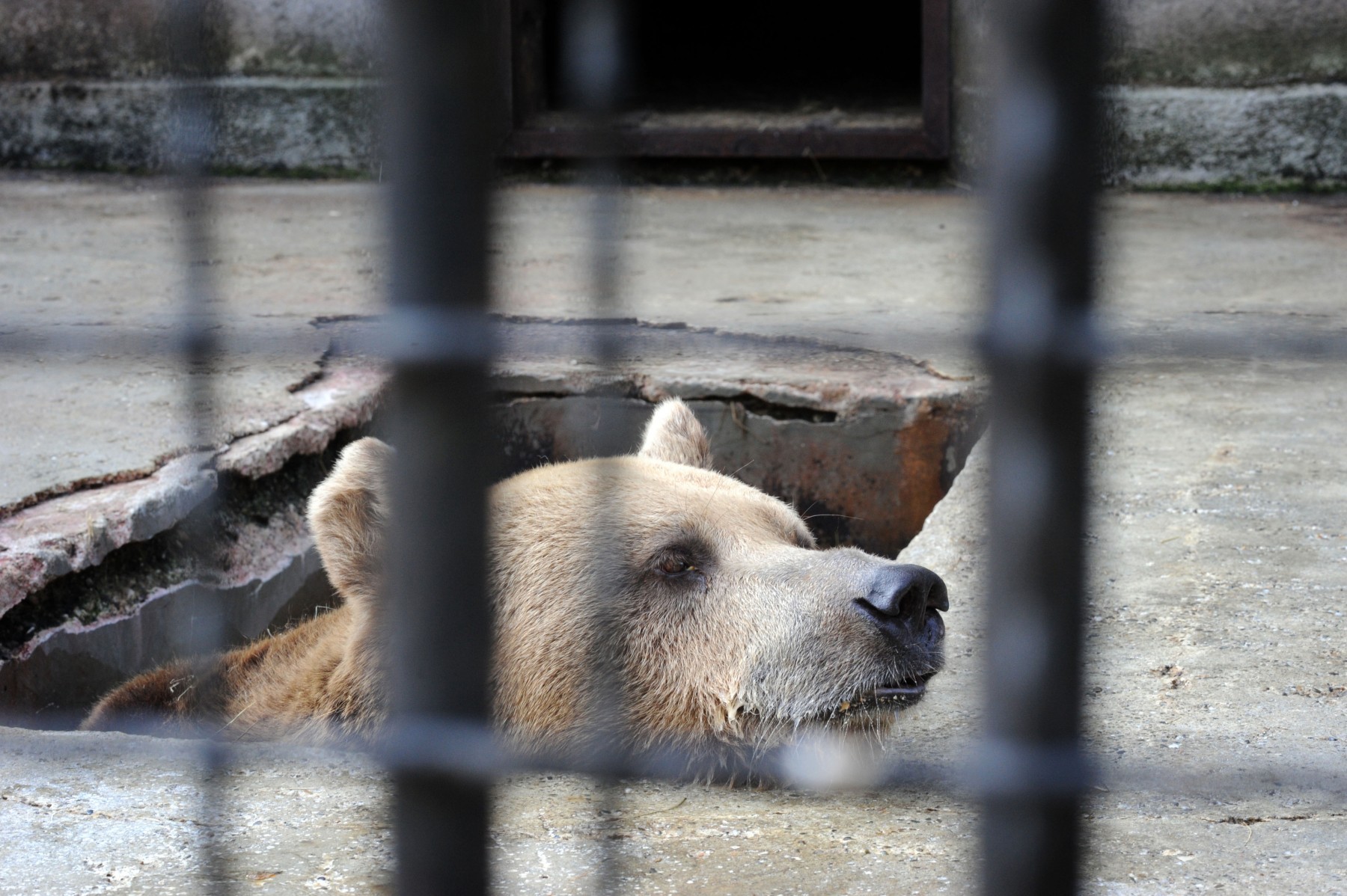 Bjørnen Gheorghe levede i 11 år i Onesti Zoo i Rumænien. I 2013 blev han reddet og bragt til bjørnereservatet, vi støtter i landet.