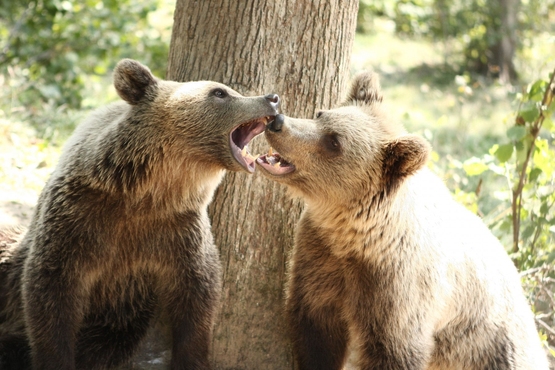 To bjørne bjørne slås for sjov. De er blevet reddet fra dårlige forhold i fangenskab og lever nu i bjørnereservatet, vi støtter i Rumænien.