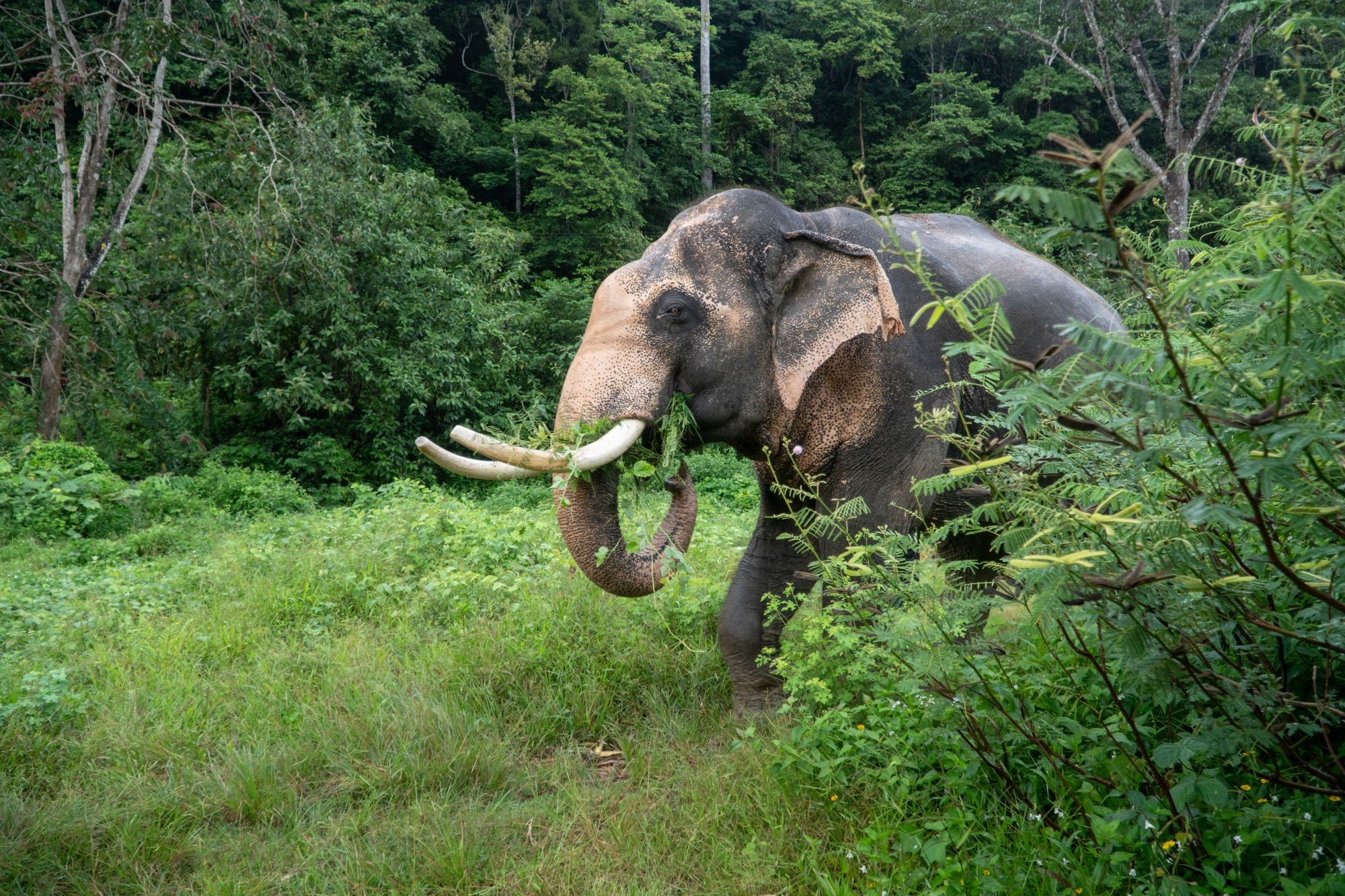 Denne elefant har fået et godt liv i den tidligere elefantridningslejr Following Giants, som vi har hjulpet med at omdanne sig til et elefantvenligt fristed. Nu betaler turisterne for at se elefanterne leve et mere naturligt liv i stedet for at ride på dem.