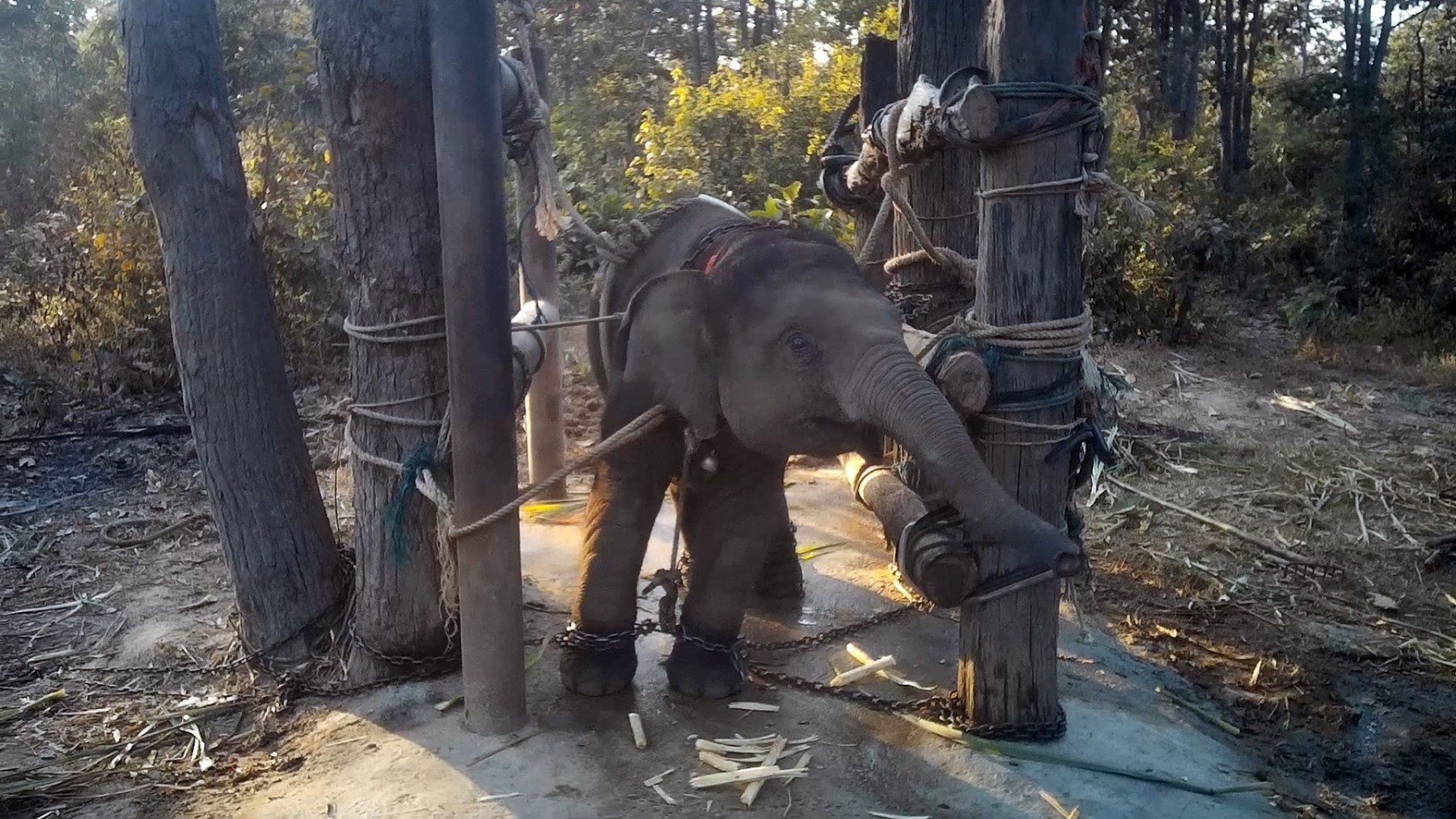 En elefantunge i Thailand bliver trænet med brutale metoder, så den kan bruges til elefantridning og -shows.