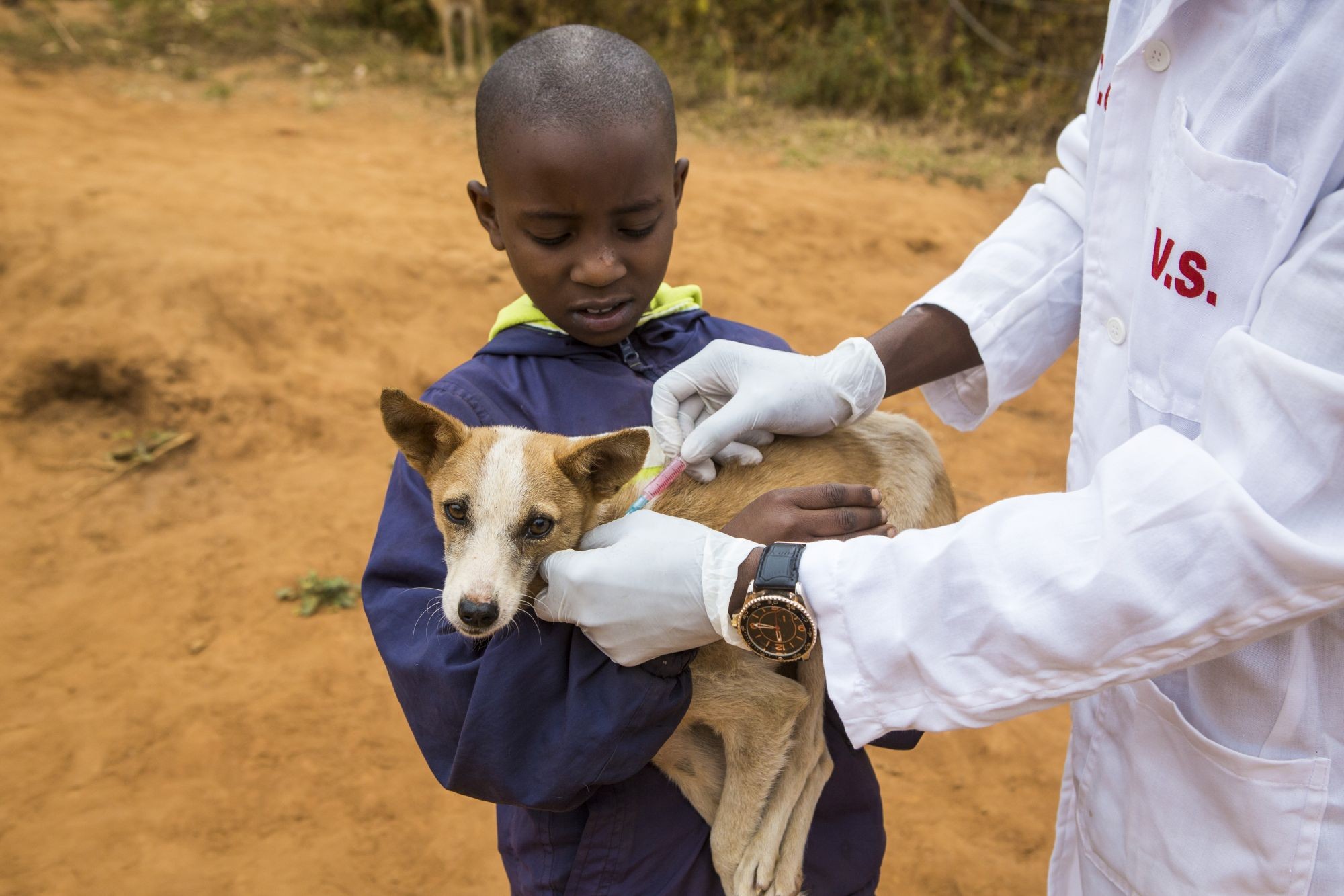 Her i Kenya – og mange ander steder i verden – er hunde i fare for at blive dræbt, fordi mennesker frygter, at de smitter med rabies. Ved at vaccinere hundene mod rabies, kan vi både beskytte dem mod sygdommen og sikre dem mod at blive slået ihjel.