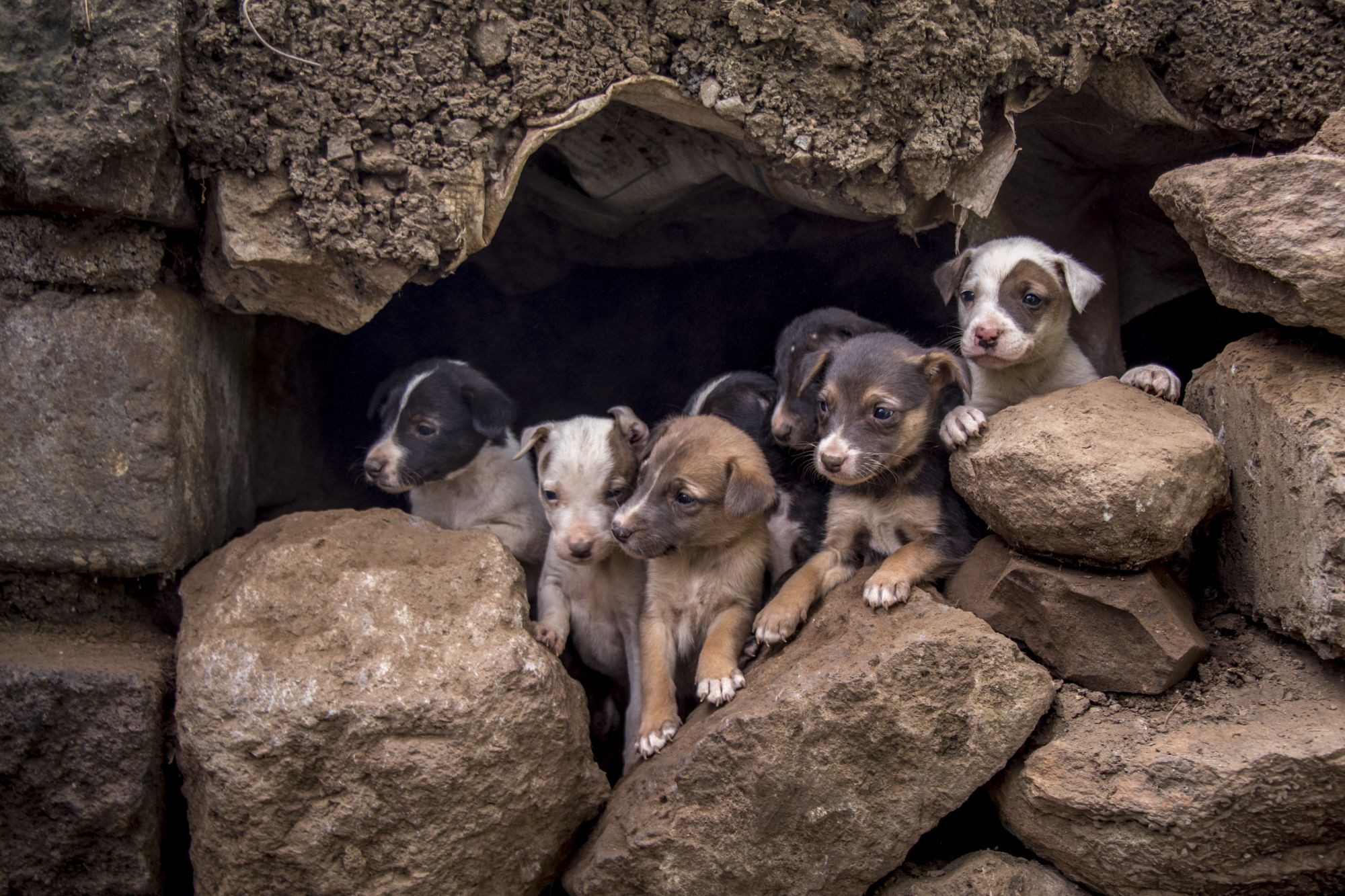 Et kuld hvalpe har søgt ly i et hul i en mur, mens deres mor bliver vaccineret mod rabies. 