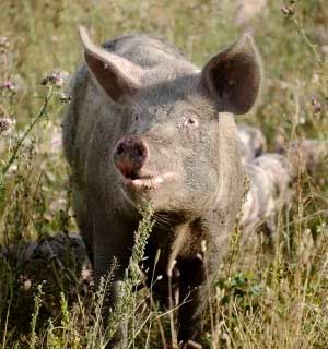 Fritgående gris i blomstereng
