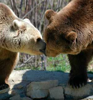 To bjørne der kysser