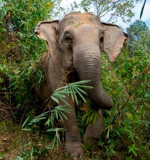 Elefant på tur i skov