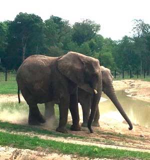 Elefanter ved vandhul