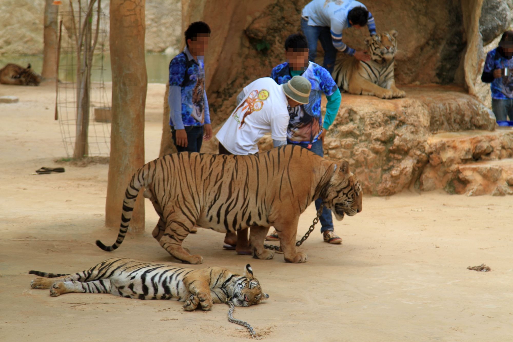 Ved turistattraktioner i Thailand holdes tigre i fangenskab under elendige forhold, for at turister kan klappe dem og tage selfies med dem.
